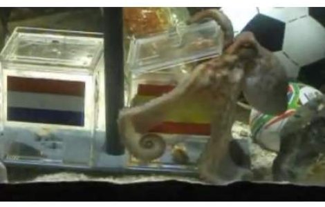 Caracatita Paul, oracolul de la Mondiale, se retrage