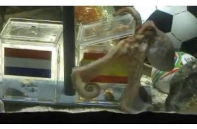 Caracatita Paul, oracolul de la Mondiale, se retrage