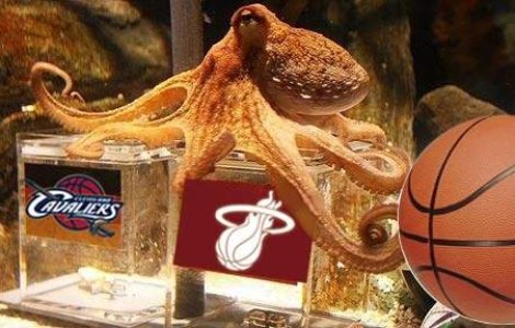 Caracatita Paul, cetatean de onoare al unui oras spaniol