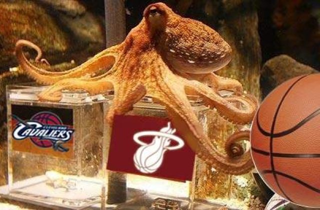 Caracatita Paul, cetatean de onoare al unui oras spaniol