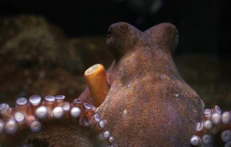 Caracatita Paul a prezis cine va fi urmatorul presedinte rus