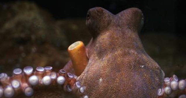 Caracatita Paul a prezis cine va fi urmatorul presedinte rus