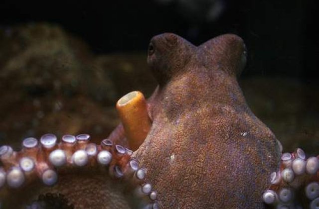 Caracatita Paul a prezis cine va fi urmatorul presedinte rus