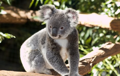 Ursul koala a fost inclus pe lista animalelor pe cale de dispariție. Incendiile din Australia au afectat drastic populația de urși koala