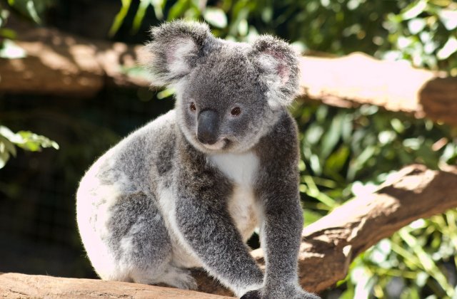 Ursul koala a fost inclus pe lista animalelor pe cale de dispariție. Incendiile din Australia au afectat drastic populația de urși koala