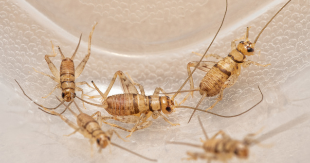 Greierele de casă a devenit a treia insectă aprobată ca aliment pe piaţa din UE