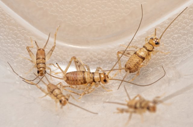 Greierele de casă a devenit a treia insectă aprobată ca aliment pe piaţa din Uniunea Europeană