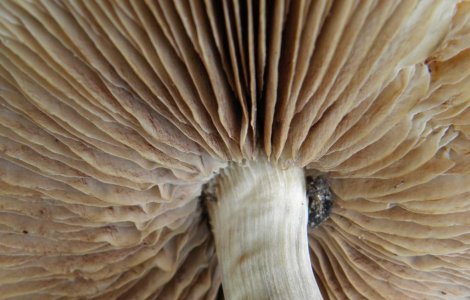 Arad: Au murit intoxicati cu ciuperci