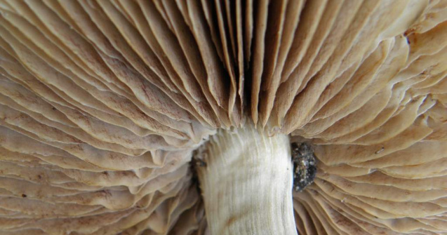 Arad: Au murit intoxicati cu ciuperci