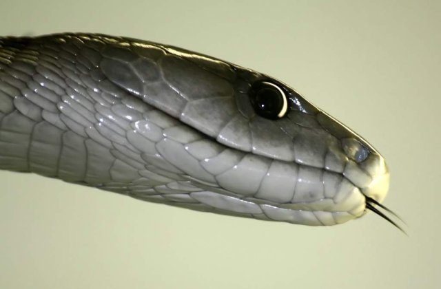 A mancat un sarpe veninos pentru 2 dolari