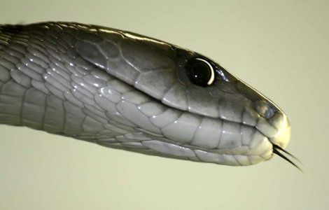 A mancat un sarpe veninos pentru 2 dolari