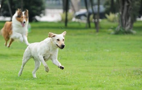 Descoperire inedita! Ce au gasit doi tineri cand isi plimbau cainele