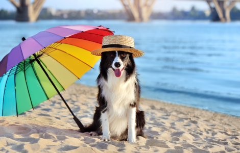 Noi condiții pentru plimbările pe litoral cu animalul de companie. Ce trebuie să facă stăpânii patrupedelor