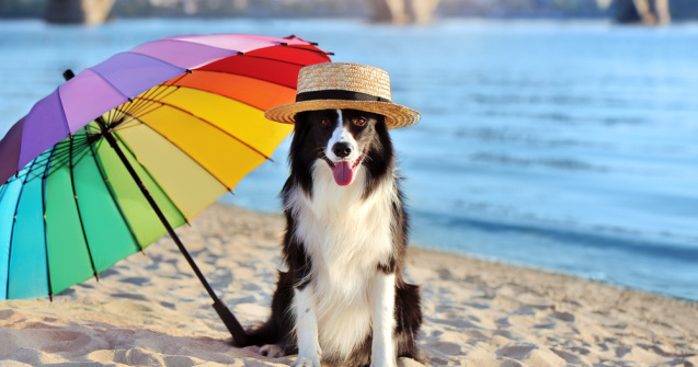 Noi condiții pentru plimbările pe litoral cu animalul de companie