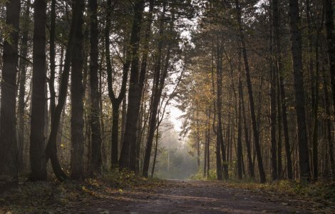 Păsări spânzurate într-o pădure din Botoșani. Localnicii presupun că este vorba despre un ritual satanist