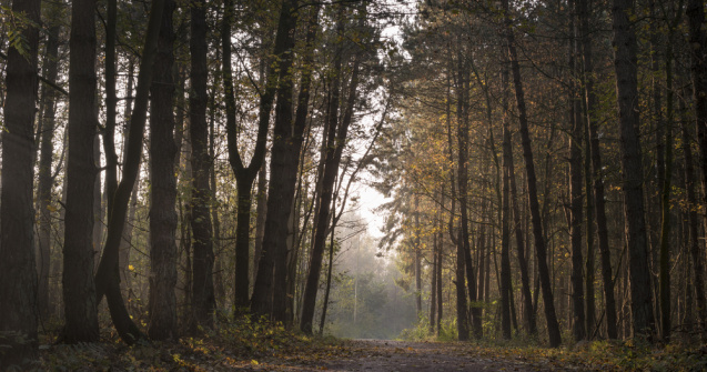 Păsări spânzurate într-o pădure din Botoșani. Poliția a pornit o anchetă