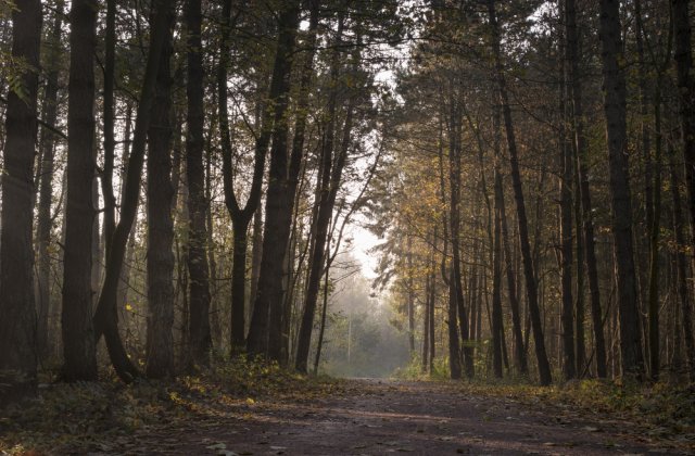 Păsări spânzurate într-o pădure din Botoșani. Localnicii presupun că este vorba despre un ritual satanist