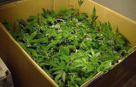 Fabrica de cannabis in Bihor!