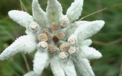 Indiferenta fara limite fata...