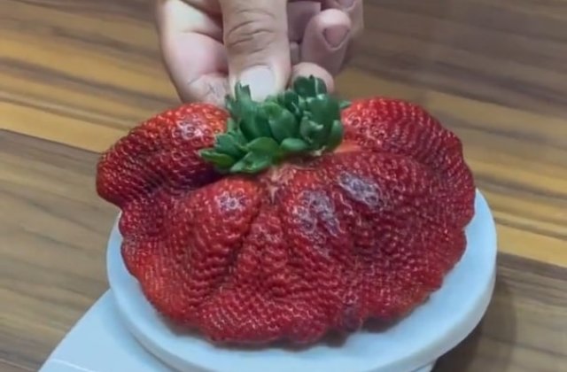 VIDEO Cea mai mare căpșună din lume de la o fermă din Israel a intrat în Cartea Recordurilor