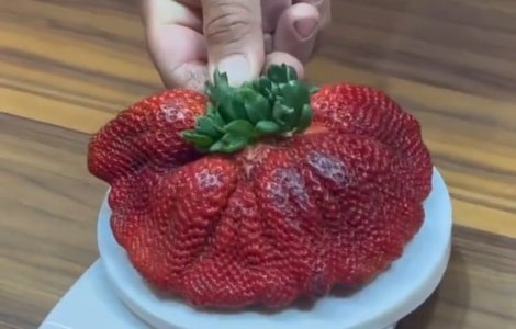 VIDEO Cea mai mare căpșună din lume de la o fermă din Israel a intrat în Cartea Recordurilor