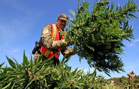 SUA: Legalizarea marijuanei pe scara larga ia amploare