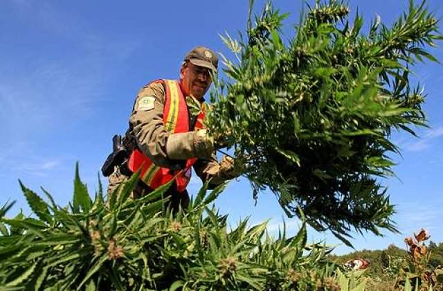 SUA: Legalizarea marijuanei pe scara larga ia amploare