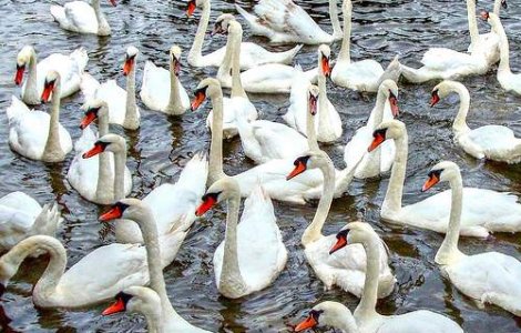 Un leton a murit dupa ce a fost atacat de o lebada