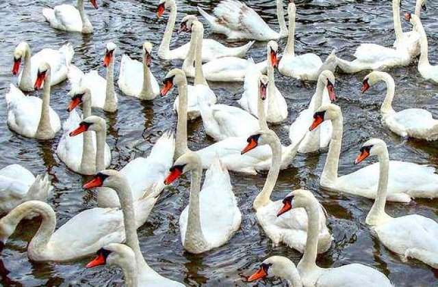 Un leton a murit dupa ce a fost atacat de o lebada