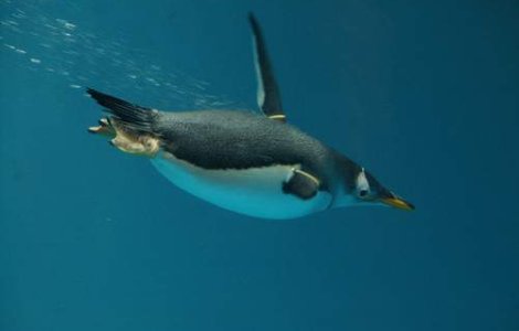 Sute de pinguini au murit in ultimele zile in apele Braziliei