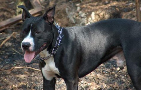 Cainii agresivi trebuie declarati la Politie