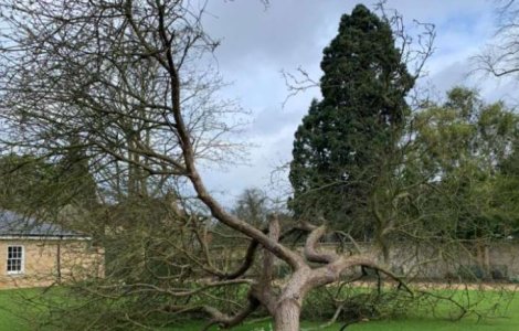 O clonă a mărului care l-a inspirat pe Isaac Newton, doborâtă de furtuna Eunice