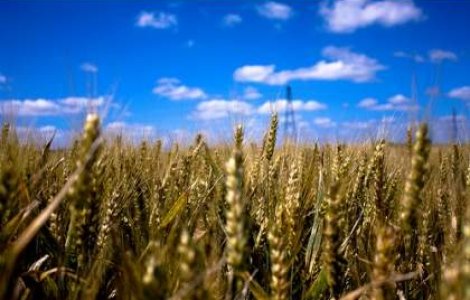 Dumitru: Agricultura romaneasca are doua viteze - una europeana si alta arhaica