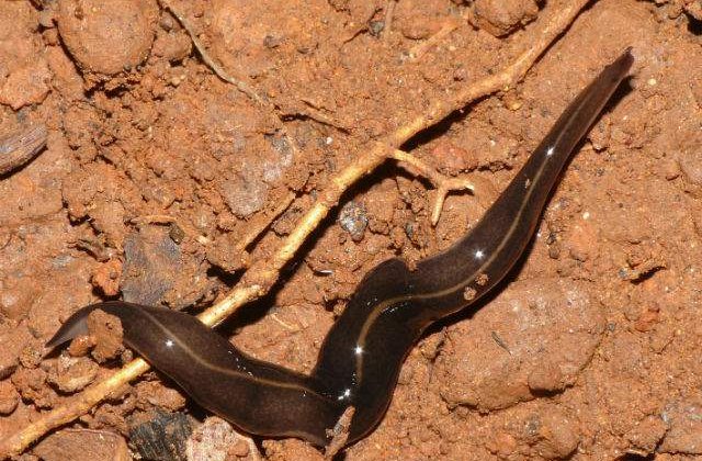 Amenintare pentru biodiversitate: O noua specie de viermi plati, descoperita in Europa