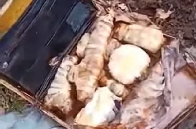 Un geamantan cu arme și muniție a fost găsit &icirc;n pădurea Băneasa