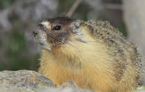 Marmotele gigant, rezultatul schimbarii climatice