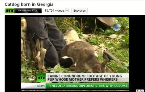  Video  Un georgian sustine ca pisica lui a nascut un caine