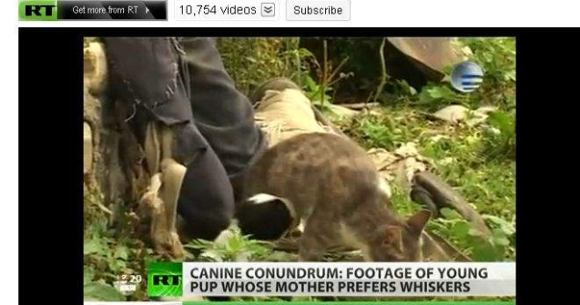  Video  Un georgian sustine ca pisica lui a nascut un caine