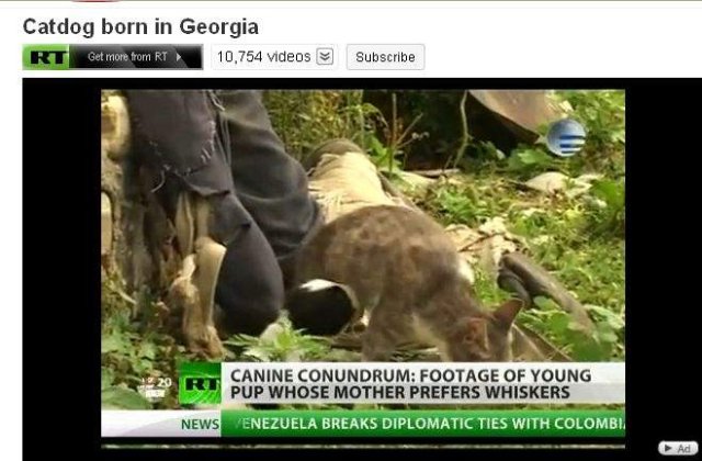 [VIDEO] Un georgian sustine ca pisica lui a nascut un caine