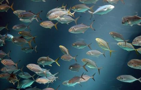 Caldura ucide pestii din Marea Neagra