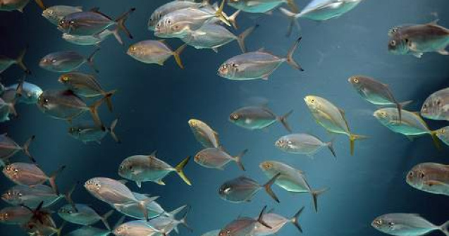 Caldura ucide pestii din Marea Neagra