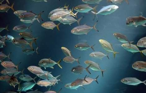 Caldura ucide pestii din Marea Neagra