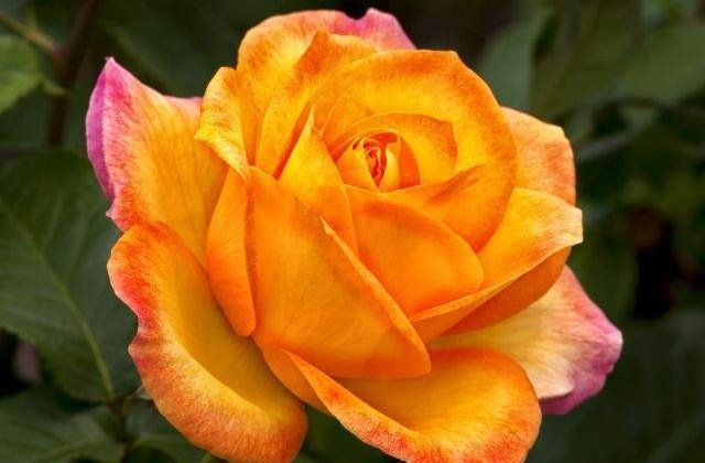 8 Martie, o sarbatoare a femeilor din intreaga lume