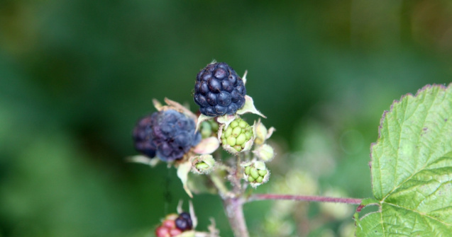  Top  Ce arbuști să alegi pentru grădina ta primăvara aceasta