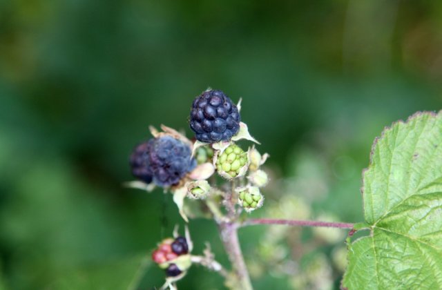 Ce arbuști să alegi pentru grădina ta primăvara aceasta 