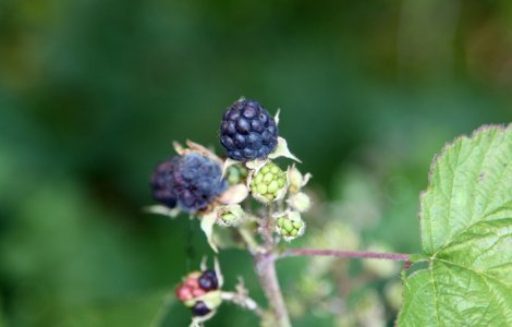  Top  Ce arbuști să alegi pentru grădina ta primăvara aceasta