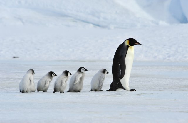 Cele mai puțin cunoscute curiozități despre pinguini
