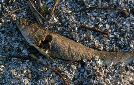 Peste doua tone si jumatate de pesti morti, stranse de pe plajele litoralului