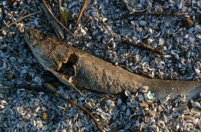 Peste doua tone si jumatate de pesti morti, stranse de pe plajele litoralului