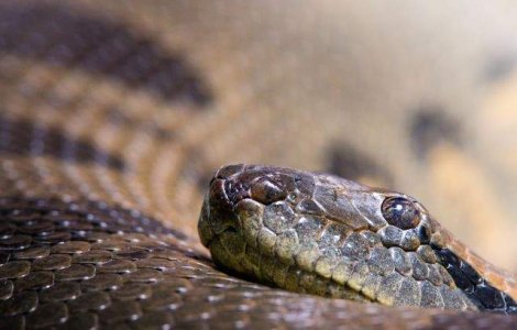 Bistrita: O tanara a gasit un sarpe exotic in cada din locuinta sa